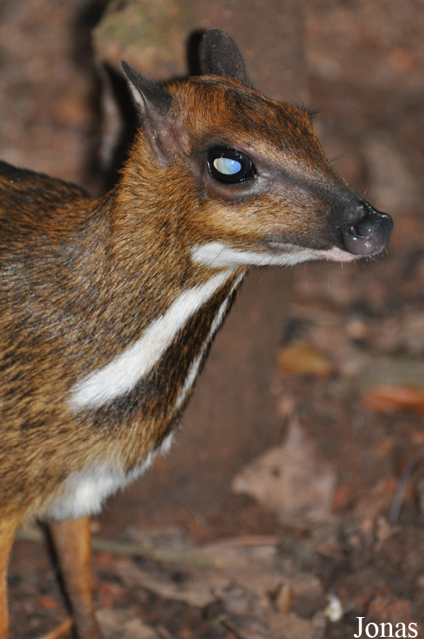 Tragulus napu