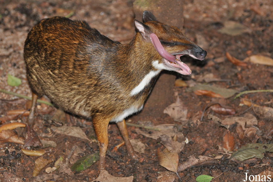 Tragulus napu