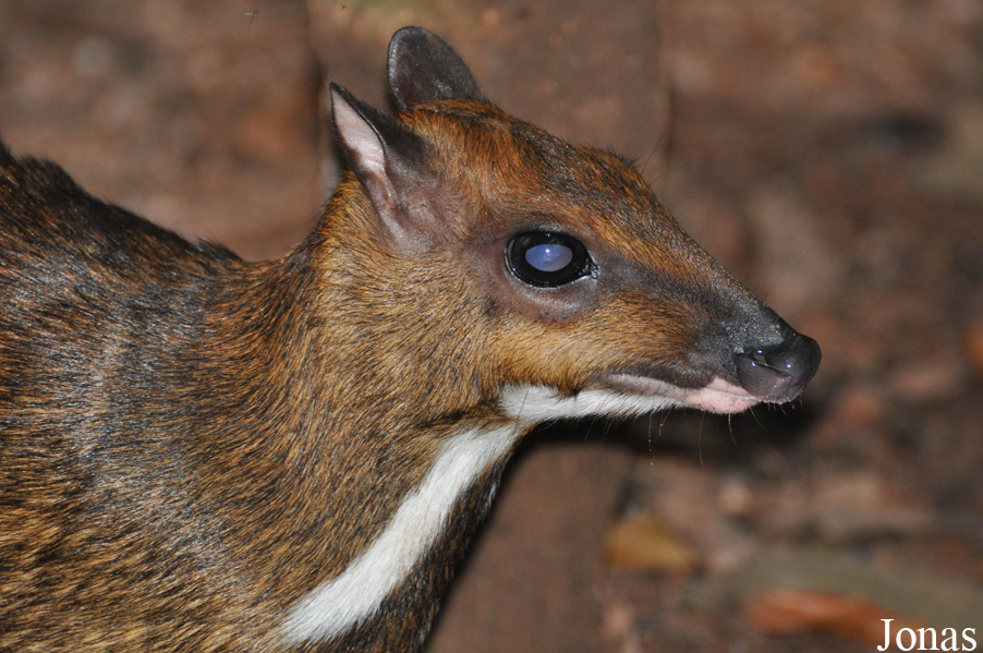 Tragulus napu