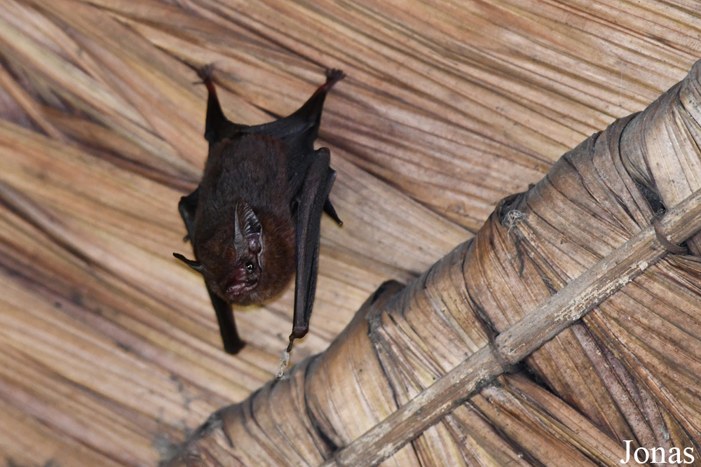 Cormura brevirostris / Camp Cariacou