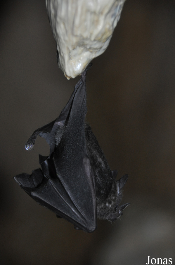 Carollia perspicillata