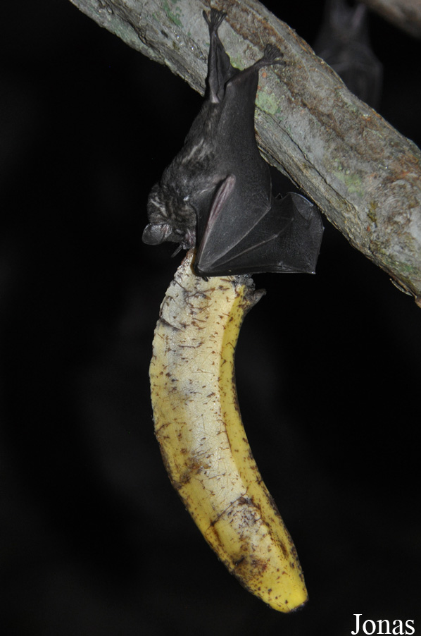 Carollia perspicillata