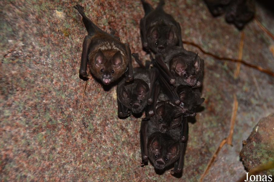 Carollia perspicillata