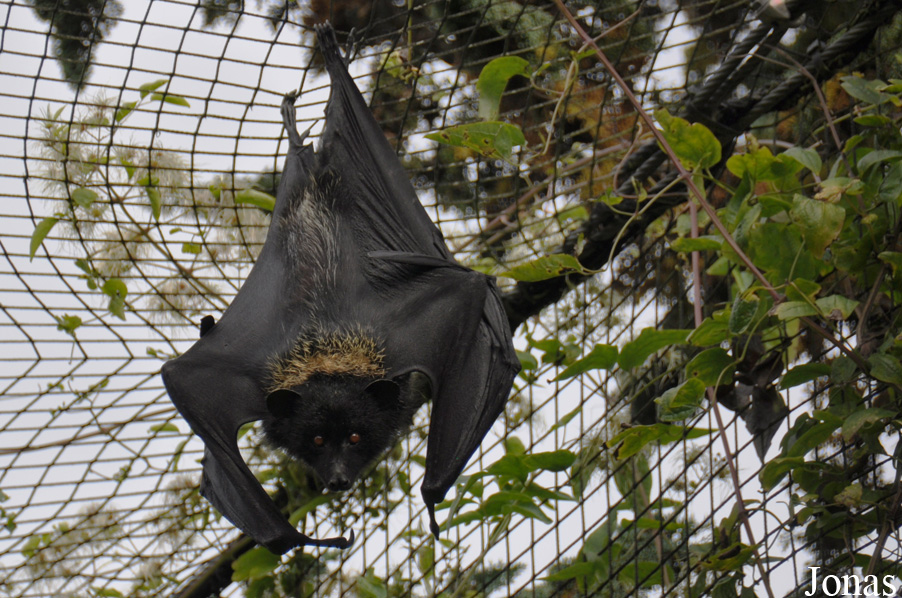 Pteropus livingstonii