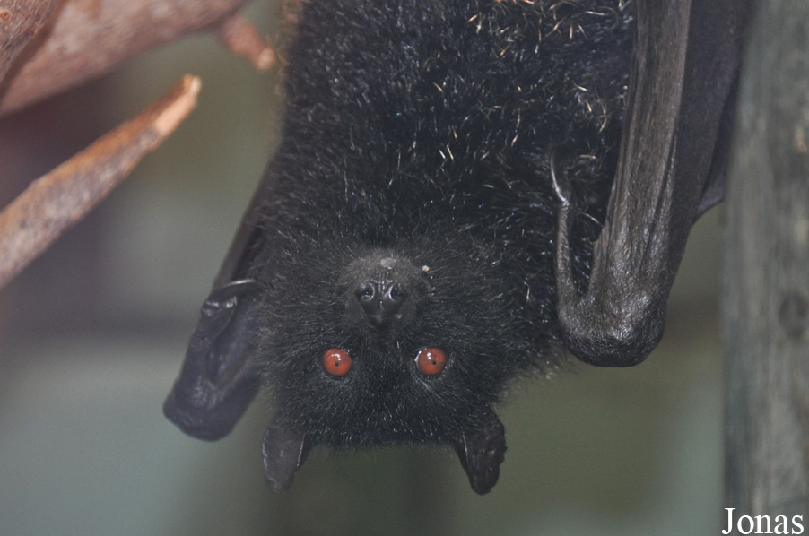 Pteropus livingstonii
