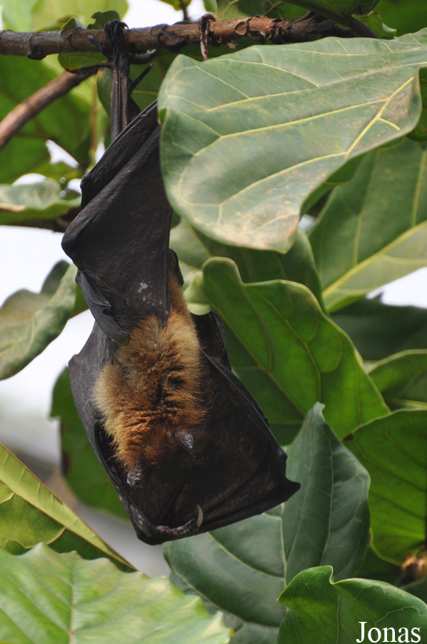 Pteropus lylei
