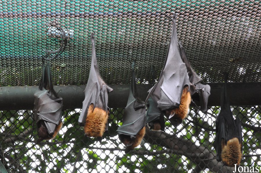 Pteropus lylei