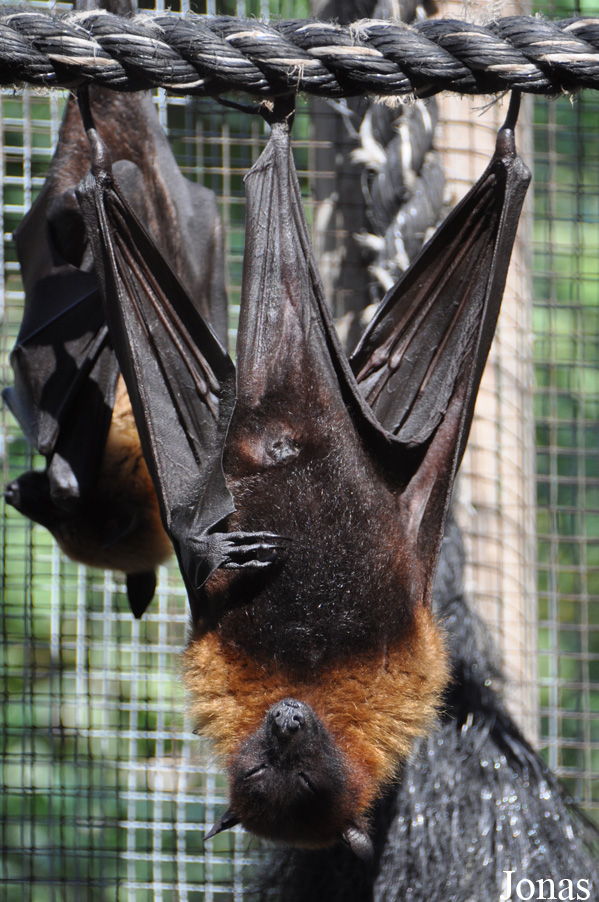 Pteropus lylei