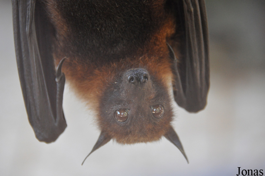 Pteropus lylei