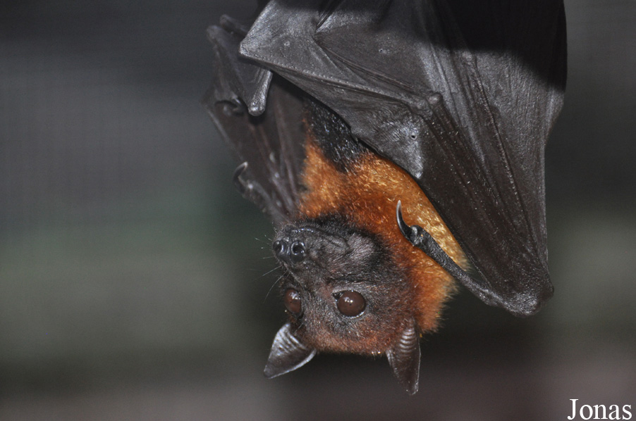 Pteropus lylei