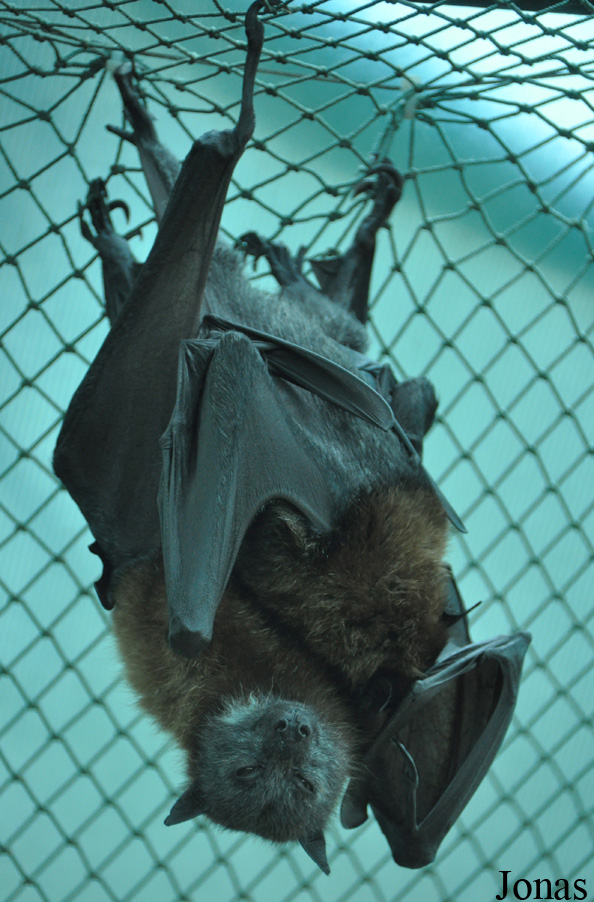 Pteropus poliocephalus