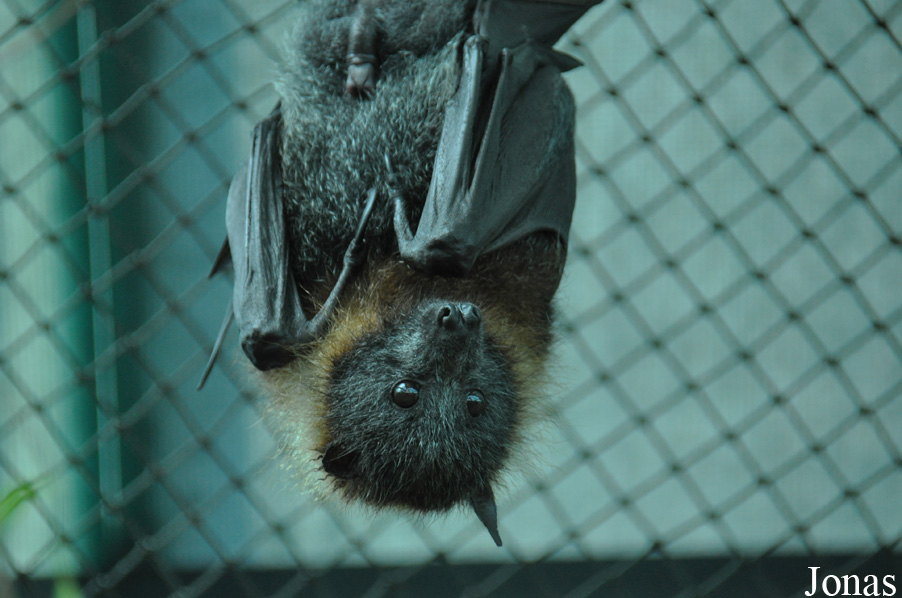 Pteropus poliocephalus