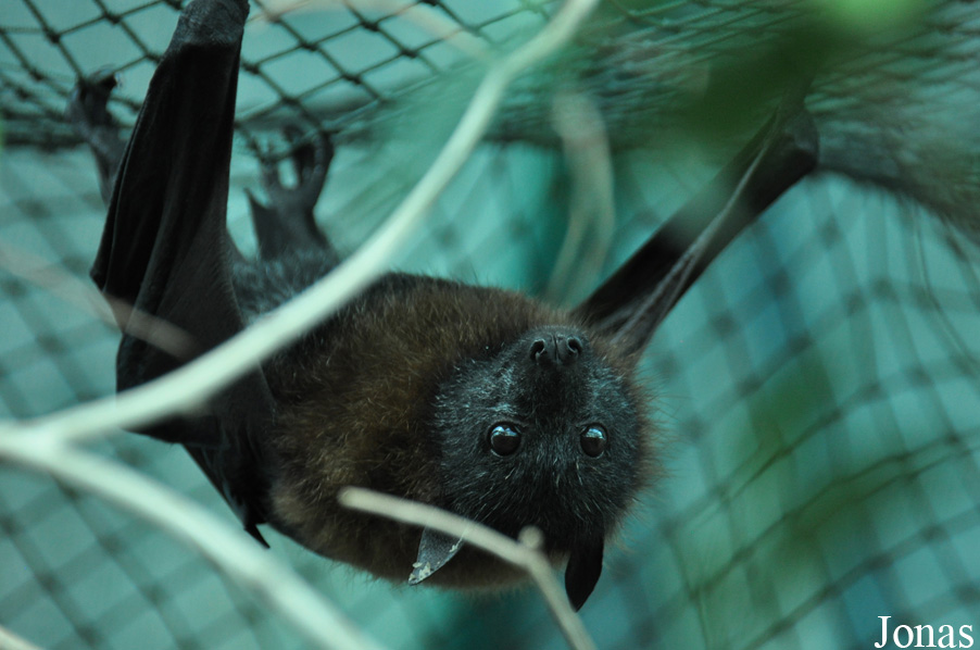 Pteropus poliocephalus
