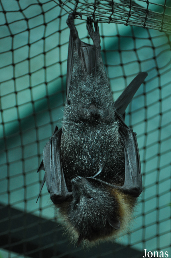 Pteropus poliocephalus