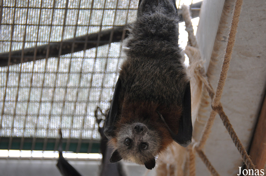 Pteropus poliocephalus