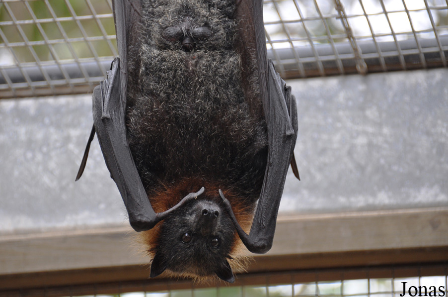 Pteropus poliocephalus