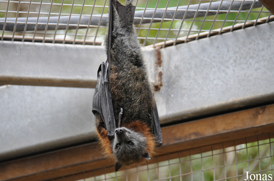 Pteropus poliocephalus