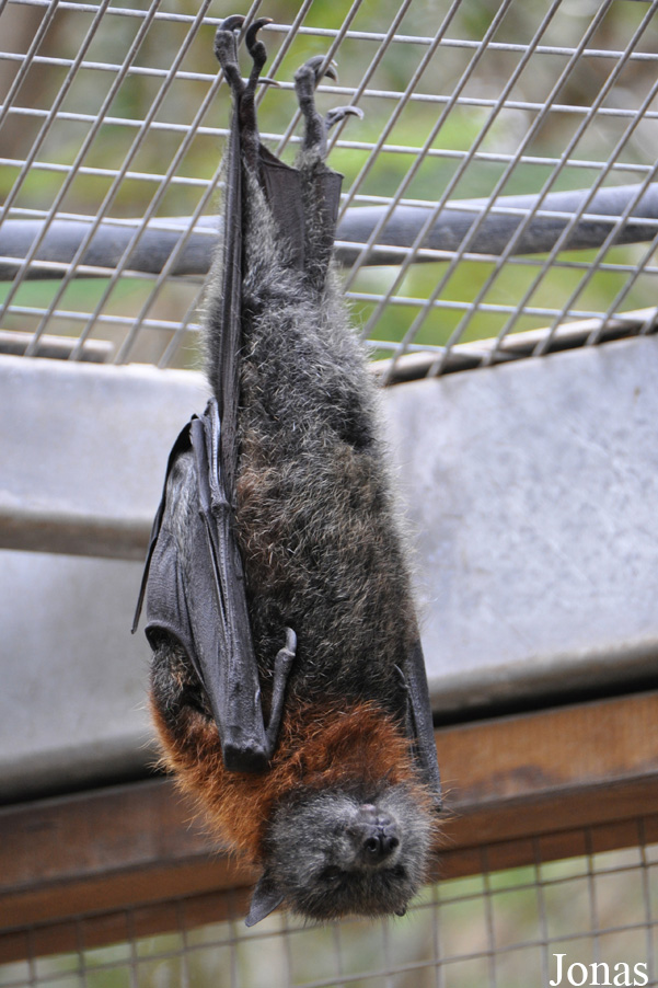 Pteropus poliocephalus