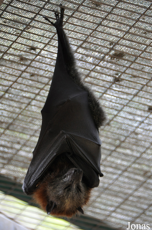 Pteropus poliocephalus