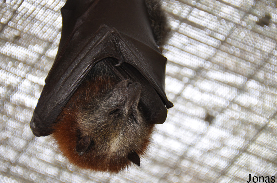 Pteropus poliocephalus