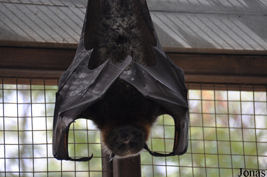 Pteropus poliocephalus