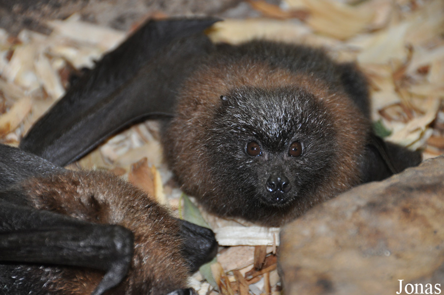 Pteropus rodricensis