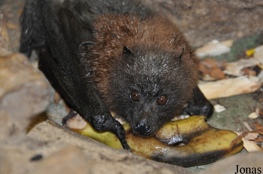 Pteropus rodricensis