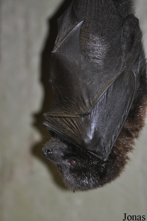 Pteropus rodricensis
