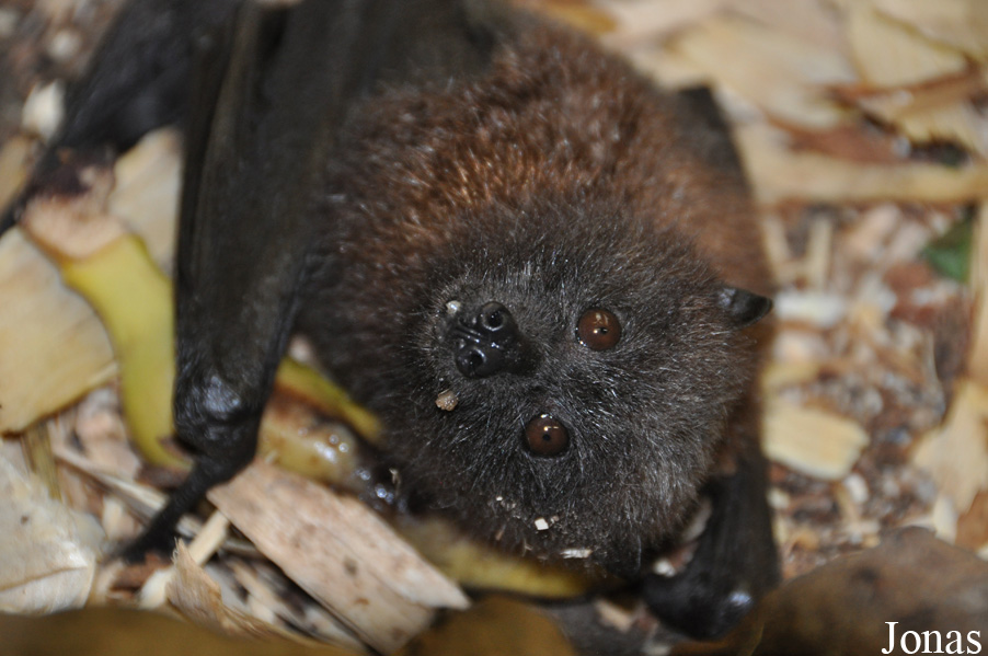 Pteropus rodricensis