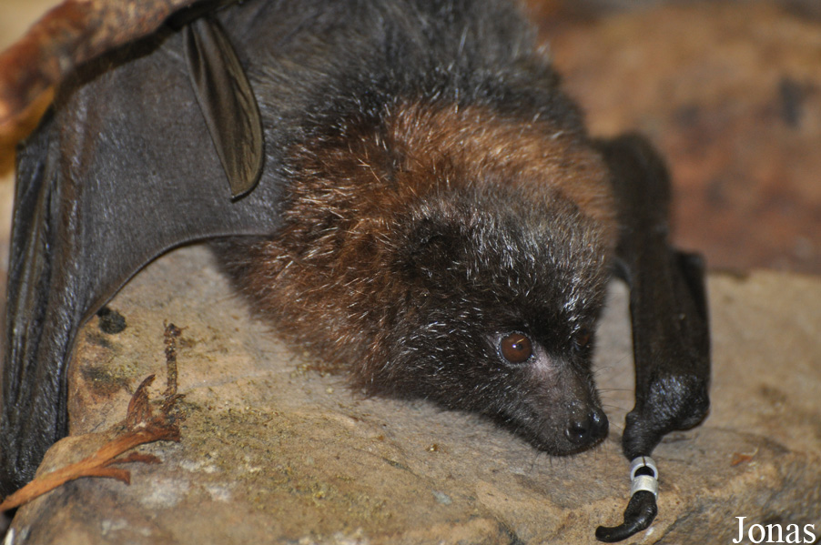 Pteropus rodricensis