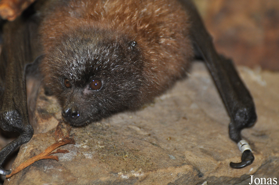 Pteropus rodricensis