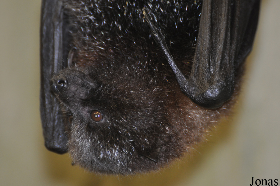 Pteropus rodricensis