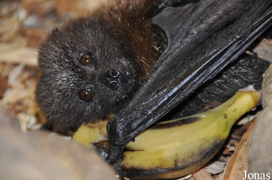 Pteropus rodricensis