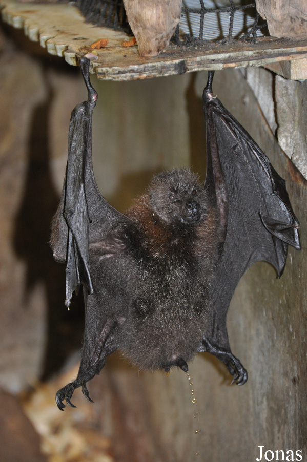 Pteropus rodricensis