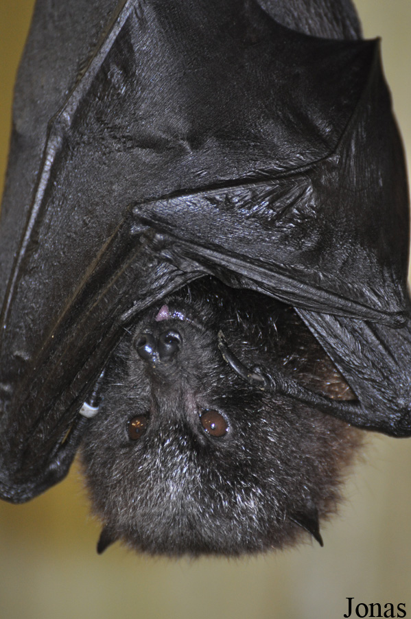 Pteropus rodricensis