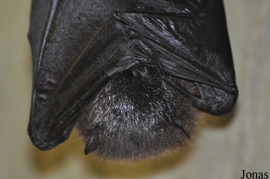 Pteropus rodricensis