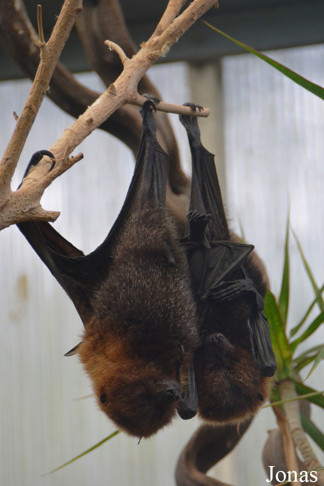Pteropus rodricensis