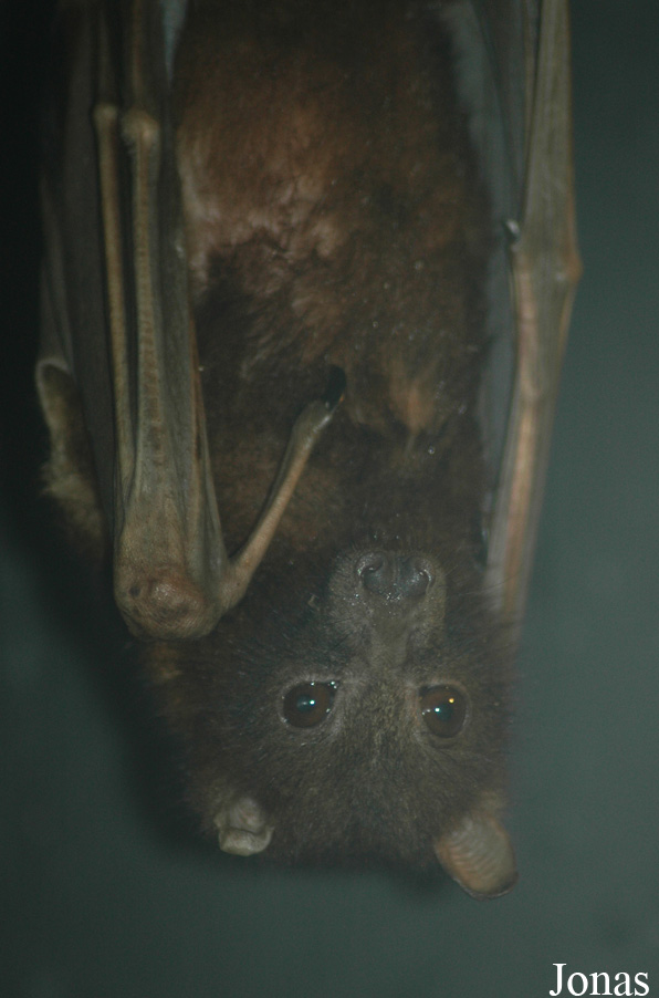 Pteropus scapulatus