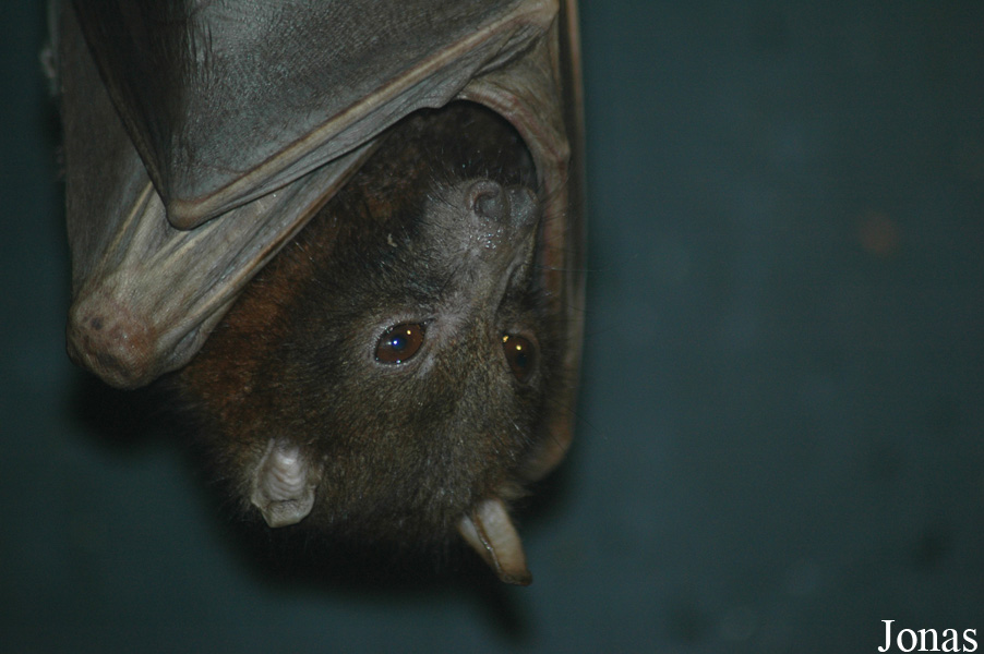 Pteropus scapulatus