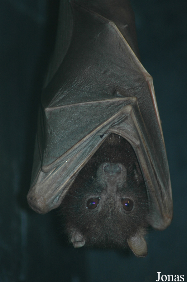 Pteropus scapulatus