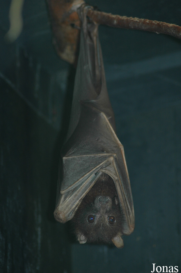 Pteropus scapulatus