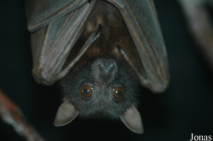 Pteropus scapulatus