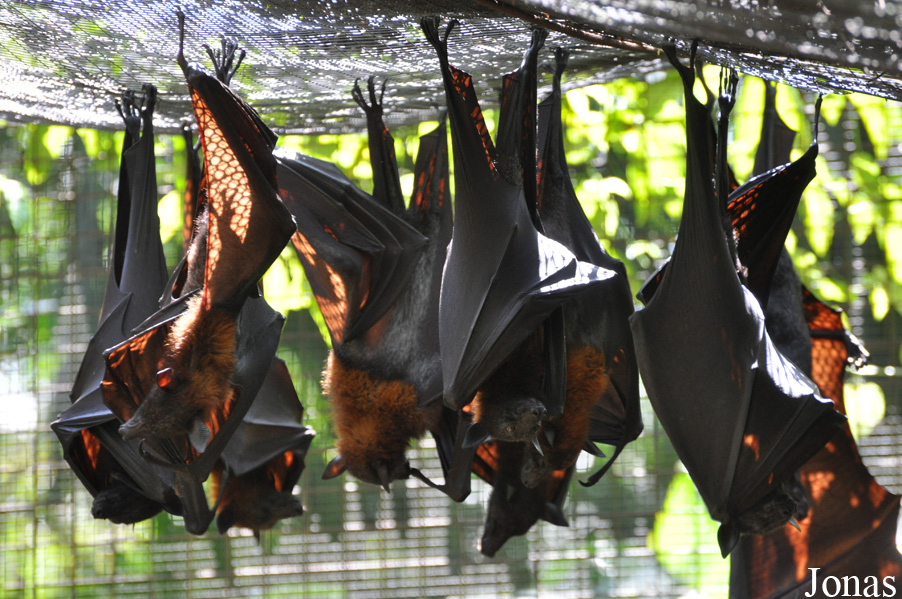 Pteropus vampyrus