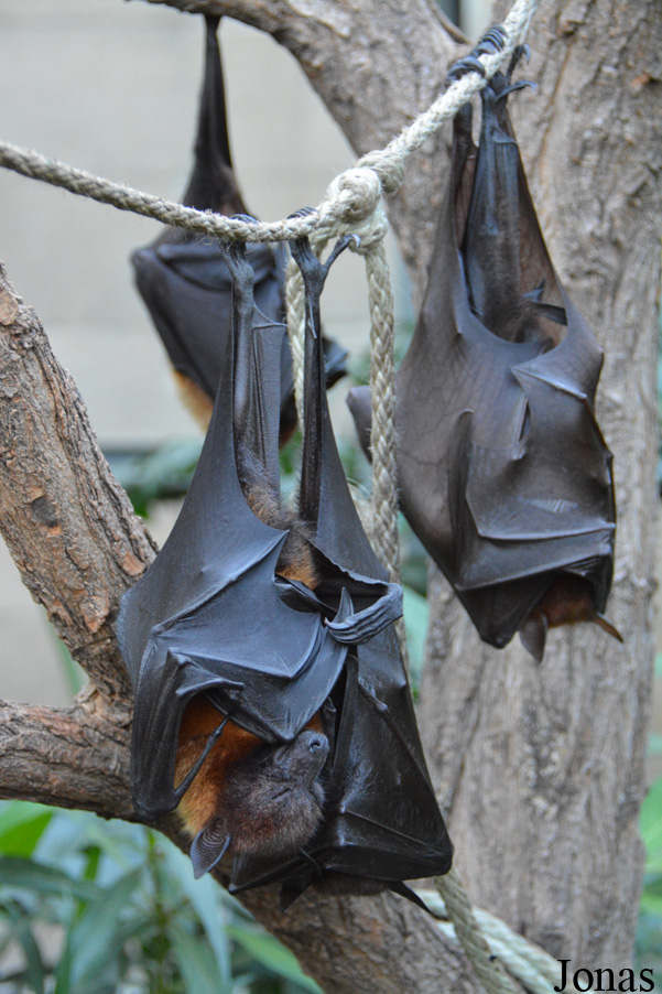 Pteropus vampyrus
