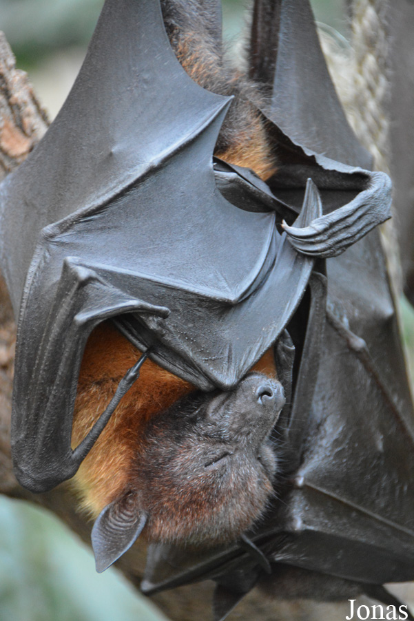 Pteropus vampyrus