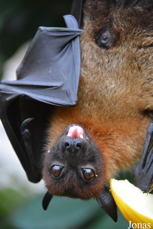 Pteropus vampyrus