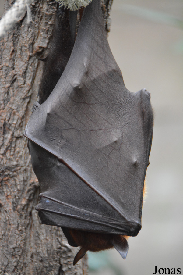 Pteropus vampyrus