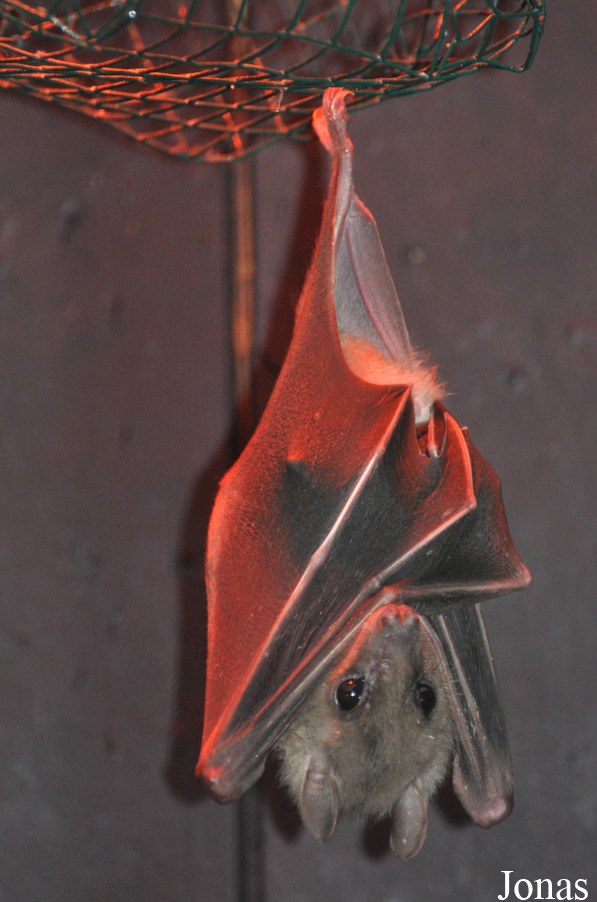 Rousettus aegyptiacus