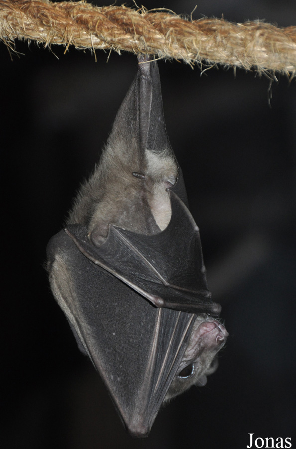 Rousettus aegyptiacus