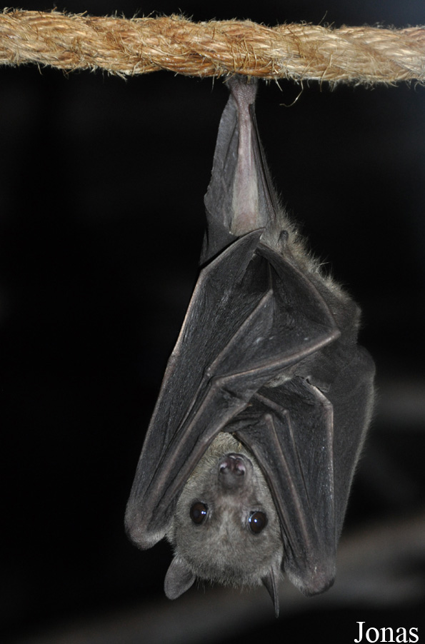 Rousettus aegyptiacus